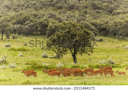 Impalas (Aepyceros melampus) in the Hell's Gate National Park, Kenya Royalty-Free Stock Photo #2311484171