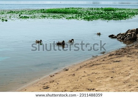 Wild ducks are swimming on the river bank. A group of ducks near the sandy bank of the river