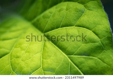 Tobacco plantation with lush green leaves. Super macro close-up of fresh tobacco leaves. Soft selective focus. Artificially created grain for the picture
