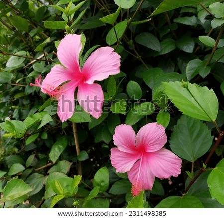 Light pink hibiscus, shoeblack plant.