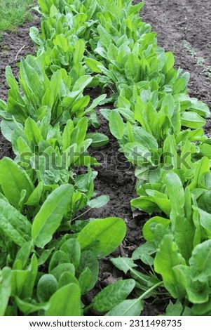 Sorrel grows in open organic soil in the garden Royalty-Free Stock Photo #2311498735