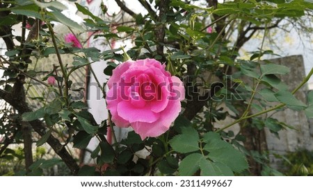 Pink Roses Picture Shot In India Uttarkashi