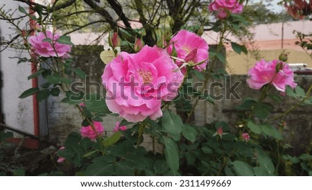 Pink Roses Picture Shot In India Uttarkashi
