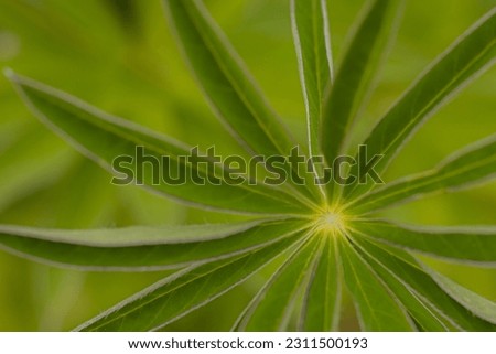 Lupine flowers with lush green leaves. Super Macro close-up of fresh Invasive plant with beautiful leaves. Soft selective focus. Artificially created grain for the picture