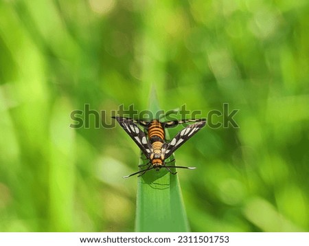 Amata Huebneri (wasp moth). species of moth in the family Erebidae. Subfamily Arctiinae, woolly bears or tiger moths. Green background. Macro photo.