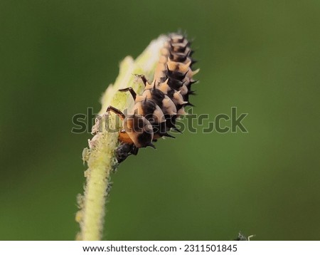 Harmonia Axyridis. Asian ladybug. Larva