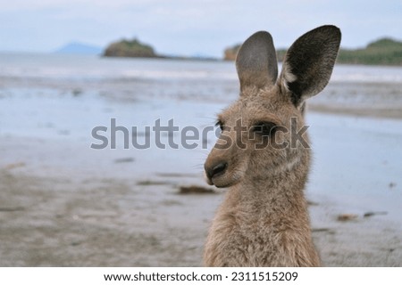 Kangaroo head in alert position, close up