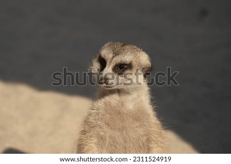 Funny pose of Meerkat is lloking around with curiousity