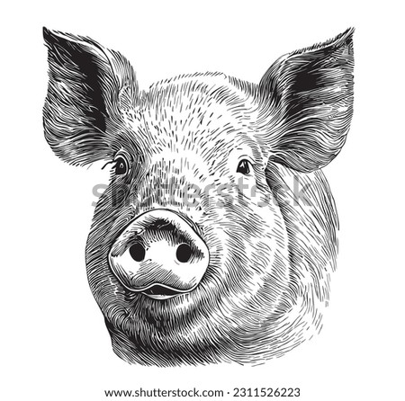 Pig face sketch hand drawn in doodle style illustration Royalty-Free Stock Photo #2311526223