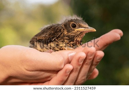 Human hands taking care of a baby bird that fell from its nest. Thrush bird. Royalty-Free Stock Photo #2311527459