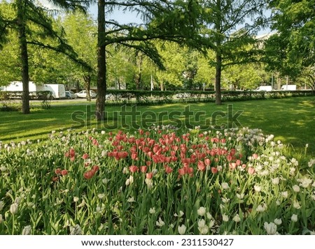 macro photo with a decorative floral background of flowers of a herbaceous tulip plant in a European park for landscape design as a source for prints, posters, decor, wallpaper, interiors, decoration