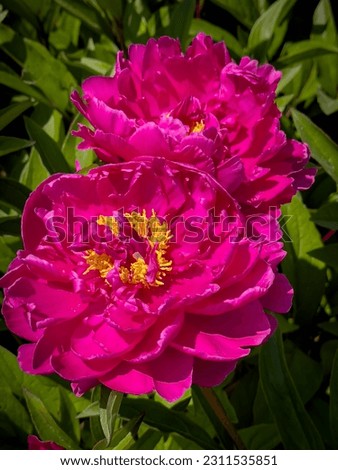 Beautiful Pink yellow peony flowers  in spring garden, close up. Trendy Magenta Red growing peony bloom