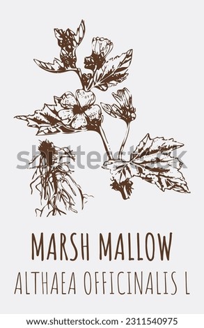 Vector drawings of MARSH MALLOW. Hand drawn illustration. Latin name ALTHAEA OFFICINALIS L.
 Royalty-Free Stock Photo #2311540975
