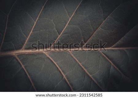 Tobacco plantation with lush green leaves. Super macro close-up of fresh tobacco leaves. Soft selective focus. Artificially created grain for the picture