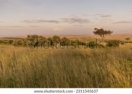 Landscape of Masai Mara National Reserve, Kenya Royalty-Free Stock Photo #2311545637