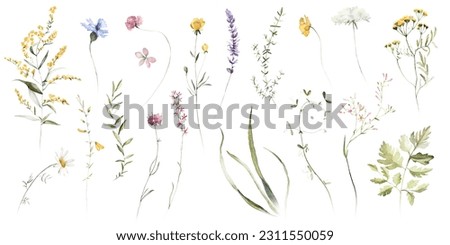 Wild field herbs flowers. Watercolor individual isolated element set - illustration with green leaves and colorful plants. Wedding stationery, wallpapers, fashion, backgrounds, textures. `Wildflowers.