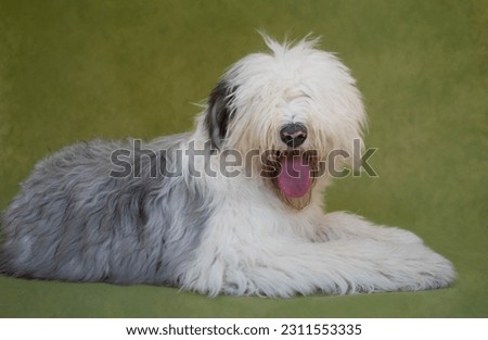 Photo shoot of a Old English Sheepdog (Bobtail) dog against a green background Royalty-Free Stock Photo #2311553335