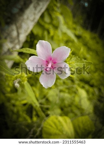 Beautifully Blooming Small Pink Flowers, A Weed For Farmers' Crops, Picture Taken In Seruyan Indonesia

