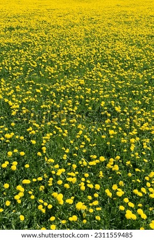 Dandelion meadow (Taraxacum sect. Ruderalia), Middle Franconia, Bavaria, Germany
