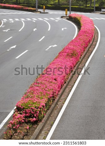 Pink Azalea flowers in full bloom at Central reserve or central divider in Tama city, Tokyo, Japan
 Royalty-Free Stock Photo #2311561803