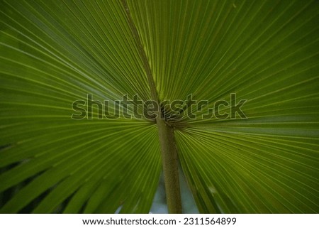 Closeup of green palm leaves showing geometric design