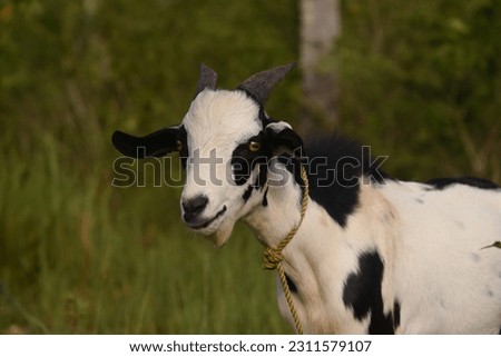 Portrait of domestic black and white goat in the meadow. Funny pet standing and looking to the camera. Farm livestock farming for the industrial production of goat milk dairy products.