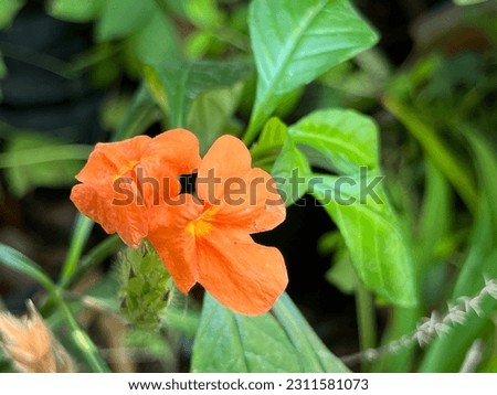 Crossandra infundibuliformis is a species of flowering plant in the family Acanthaceae