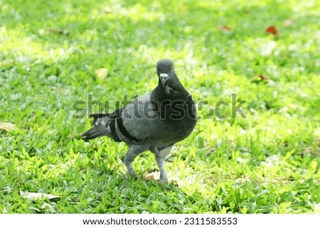 pigeon is walking in search of food on the green grass.