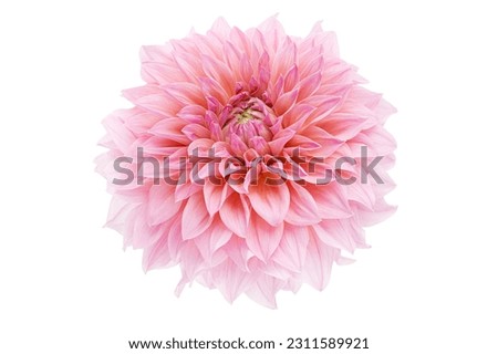 Dahlia flower, Pink dahlia flower isolated on white background, with clipping path Royalty-Free Stock Photo #2311589921