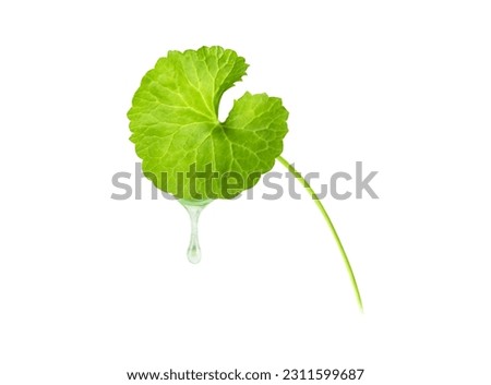 Closeup leaf of Gotu kola, Asiatic pennywort, Indian pennywort on white background, herb and medical concept, selective focus Royalty-Free Stock Photo #2311599687