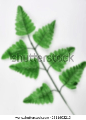 Blurry Background, Fern plant Polypodiophyta isolated on white