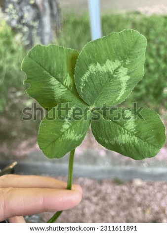 Four leaf good luck clover