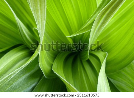 A beautiful macro shot of a plant found in the high alpine of tuolomne meadows, in yosemite national park. Glowing green artful background wallpaper photography.