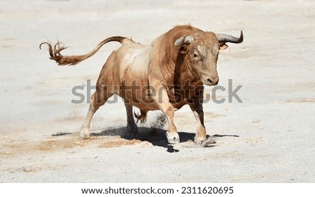 Spanish bull with big horns in  in a traditional spectacle of bullfight Royalty-Free Stock Photo #2311620695