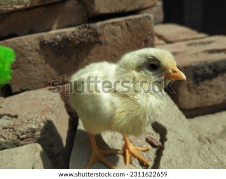 Close up of a white farmy Chick. A newborn baby chick sitting on hand against blurred background of a house. Poultry farm concert. Birds photography.
