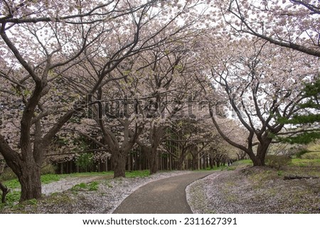 Walkway under beautiful pink Sakura cherry blossom trees with falling petals on floor in Matsumae Park, Hokkaido, Japan
