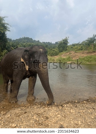 A beautiful elephant is standing at the left of the picture. He is coming back from having a bath in the water. The landscape around him is full of greenery.