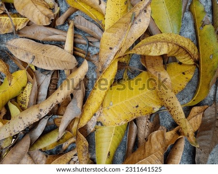 Dried mango leaves on the cement floor. Yellow leaves as background. Top view.