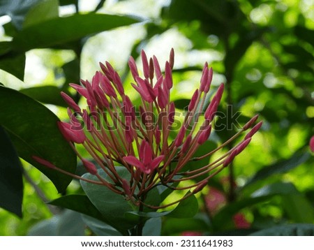 Ixora or jungle flame flower on green leaves background 