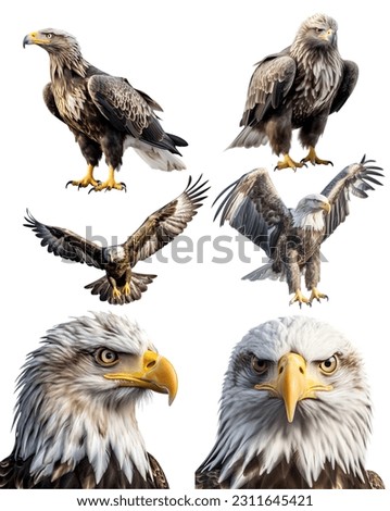 Eagle bird, many angles and view portrait side back head shot isolated on white background cutout