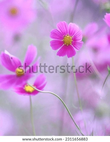 Pink cosmos flower blooming cosmos flower field with blue sky, beautiful vivid natural summer garden