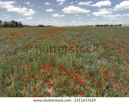 Field poppies and wild flowers of the Chuy Valley. Southern Kazakhstan, in the northern part of the Tian Shan.