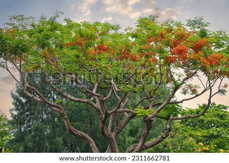Image of red delonix regia tree or the flame Tree in park. Blurred nature background.