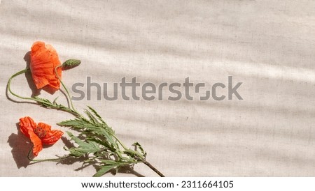 Aesthetic lifestyle summer floral background, red poppy flowers on neutral beige linen fabric with abstract sunlight shadows