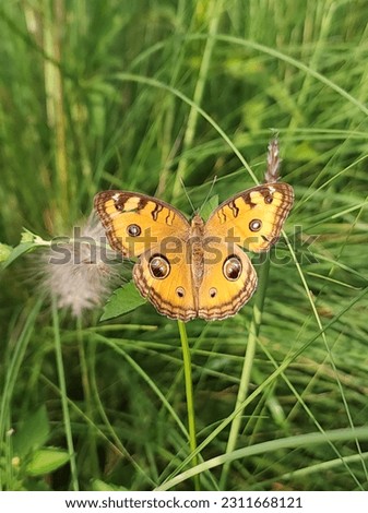 Butterflies perched on weeds in the garden