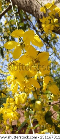 Amaltas | Golden Shower | Cassia fistula Royalty-Free Stock Photo #2311673115