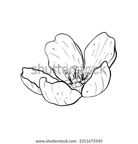 Vector illustration of flower of cherry, sakura, apple, plum, wild cherry plum, bird cherry. Black outline of petals, graphic drawing. For postcard, design and composition, decoration, prints, sticker
