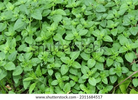 Oregano plants or Origanum vulgare top view. Oregano plant. Oregano is a culinary herb, used for the flavour of its leaves, which can be more intense when dried than fresh. Royalty-Free Stock Photo #2311684517