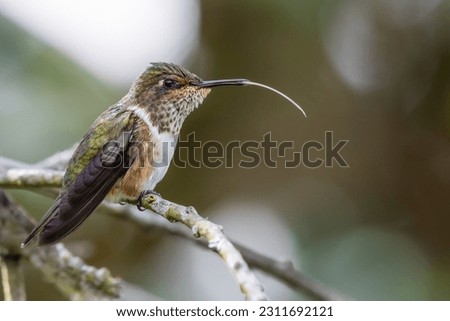File photo of a Scintilla Hummingbird ( Selasphorus scintilla), with its tongue out in San Gerardo de Dota in Costa Rica.