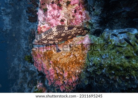 Grouper swim and stay at coral and sea anemone in deep blue sea underwater and colurful coral landscape with reef wall and blue water background